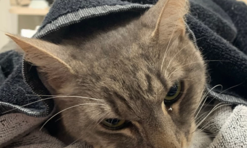 Γάτα πέθανε στην προσπάθειά της να σώσει νεαρούς από φονικό φίδι